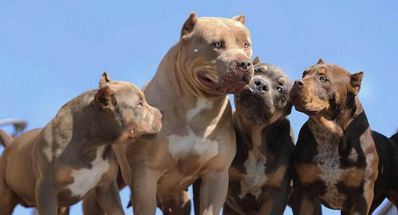 American Pitbull Puppies 2