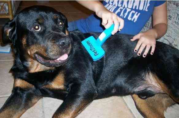 Are Rottweilers Heavy Shedders