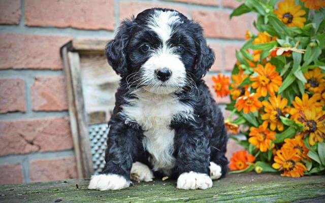 Background of Bernedoodle Puppy