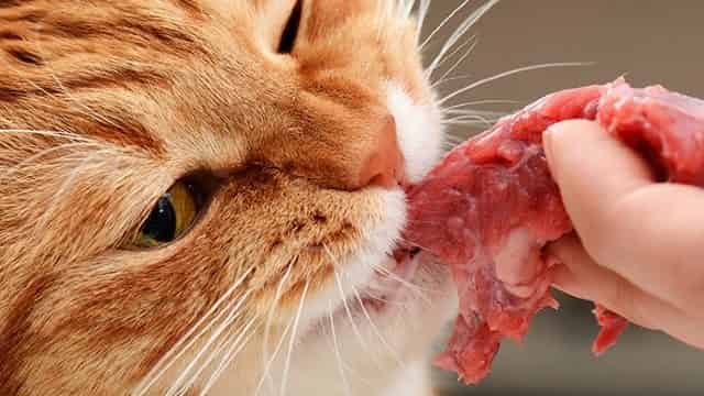 Can Cats Eat Raw Chicken 1