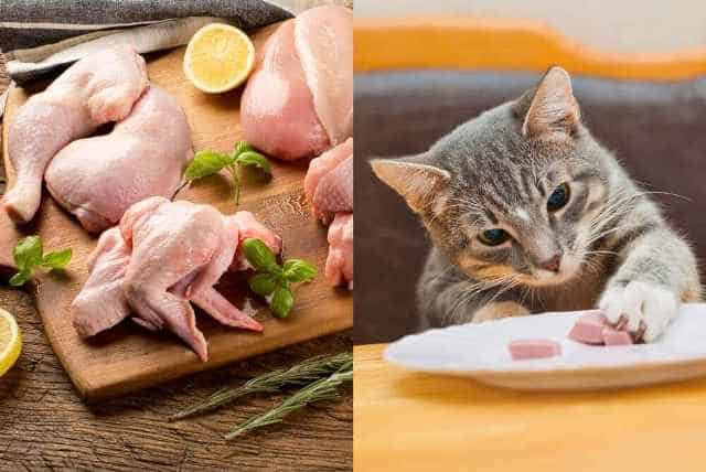Can Cats Eat Raw Chicken 2