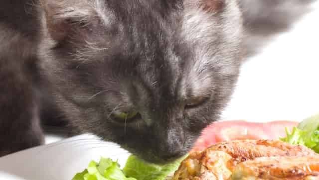 Can Cats Eat Raw Chicken 4