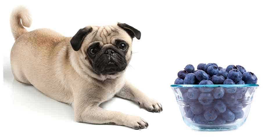 Can Dogs Eat Blueberries 1