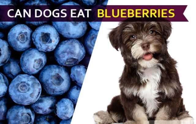 Can Dogs Eat Blueberries 2