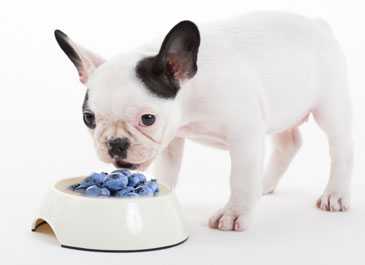 Can Dogs Eat Blueberries 3 