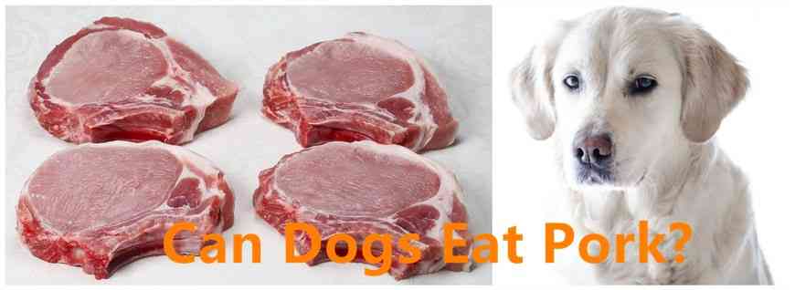 Can Dogs Eat Pork 3