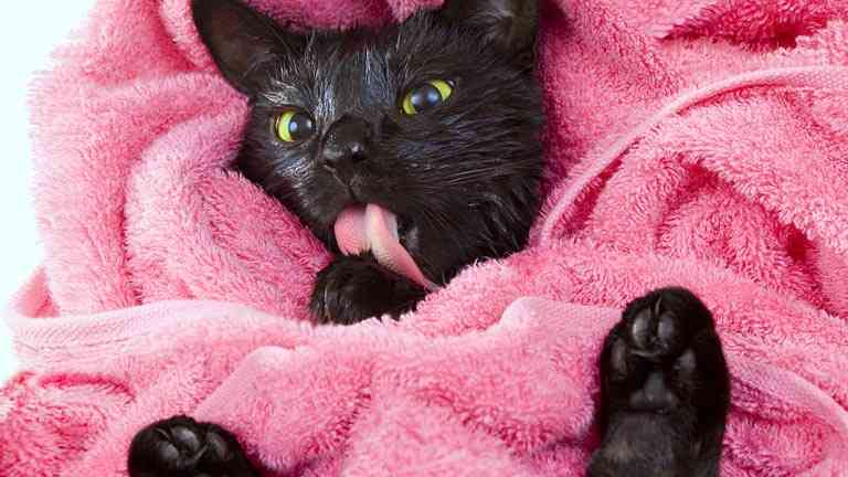 Cat Bath Shampoos
