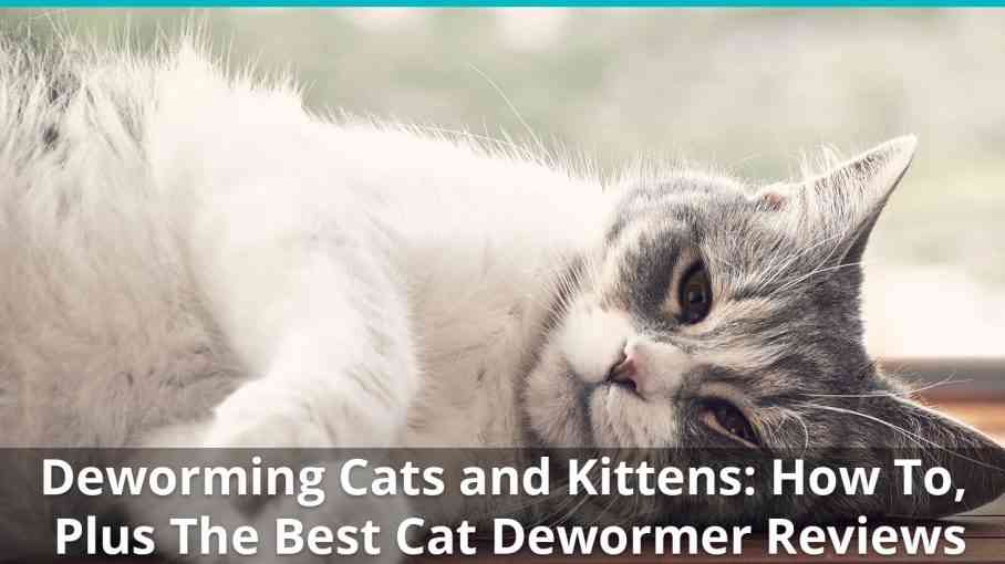 Deworming Cats and Kittens