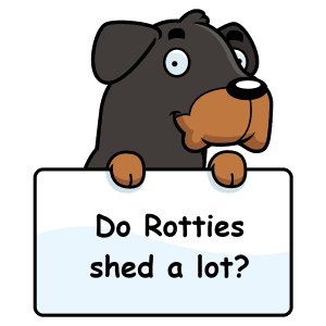Do Rottweilers Shed a Lot