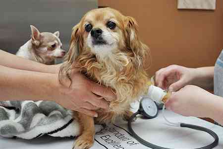 Emergency Pet Hospital 2