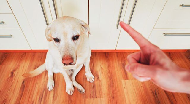 How To Discipline A Puppy Or Dog