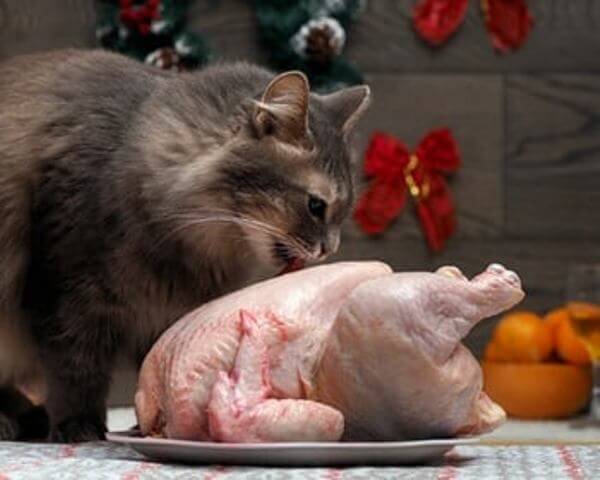 Is Chicken Safe For Cats