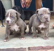 Pitbull Puppies 1