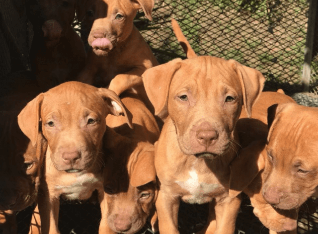 Pitbull Puppies 3