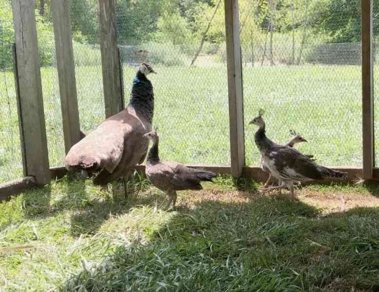 Raising Peacocks 5