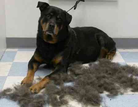 Rottweiler Shedding Too Much
