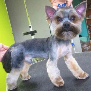 Short and Clean Yorkie