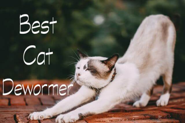 best cat dewormers 2