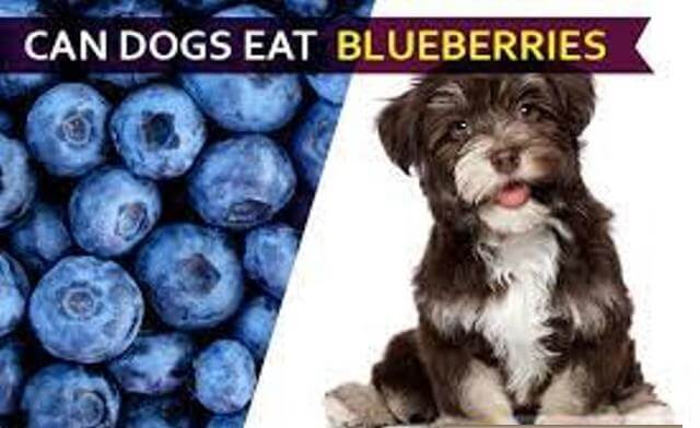 can dogs eat blueberries 3