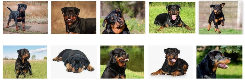 do rottweilers shed 5