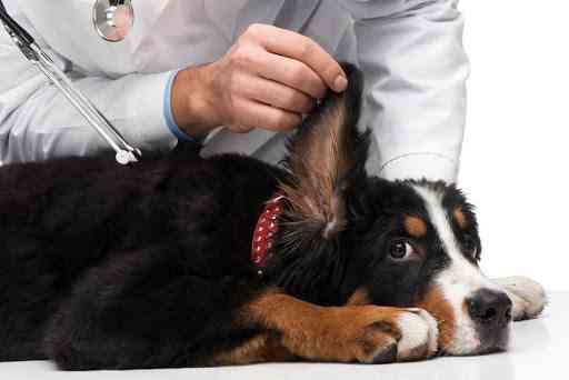 dog ear infection 3