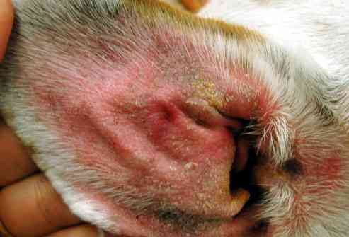 dog ear infection 4