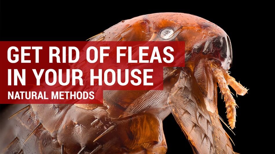 get rid of fleas naturally 1