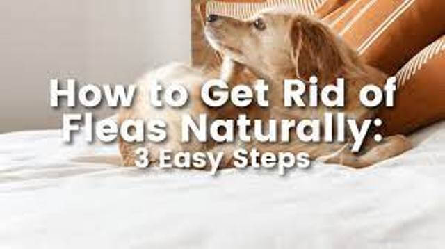 get rid of fleas naturally 6