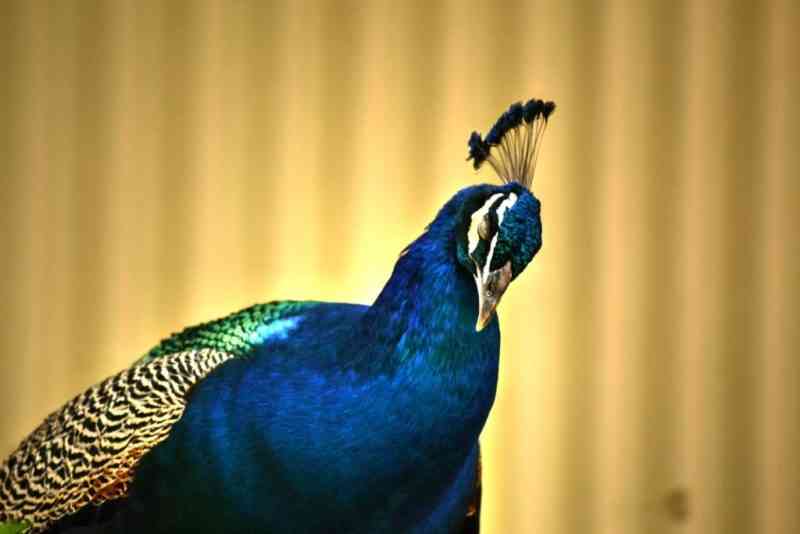 raising peacocks 3