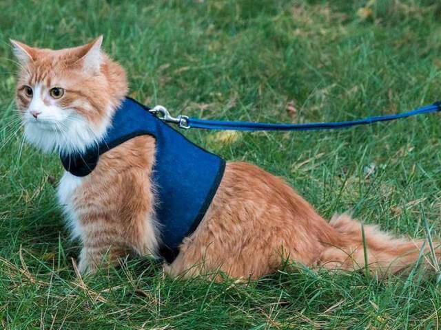 Best Cat Harnesses 2