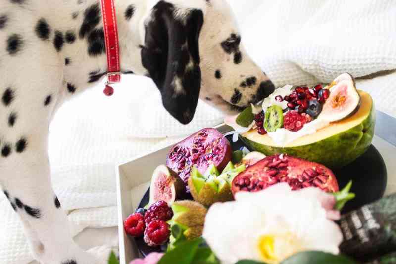 WHAT FRUITS CAN DOGS EAT 8