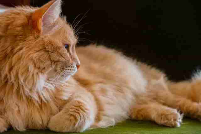 cute orange tabby cats 5