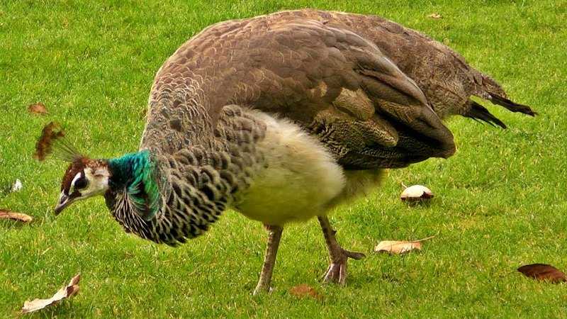 female peacock 11