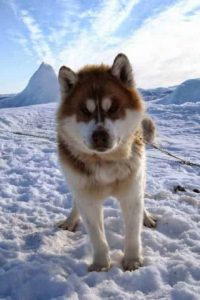 Canadian Eskimo Dog Breed