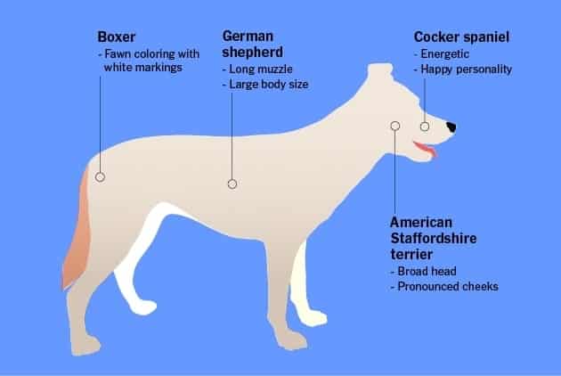 Dog DNA Testing