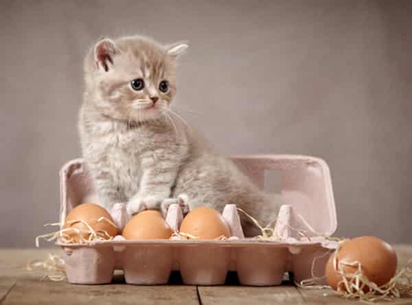 Can Cats Eat Eggs 1