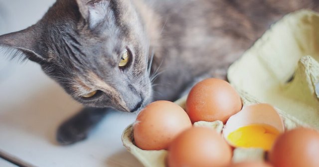 Can Cats Eat Eggs 3