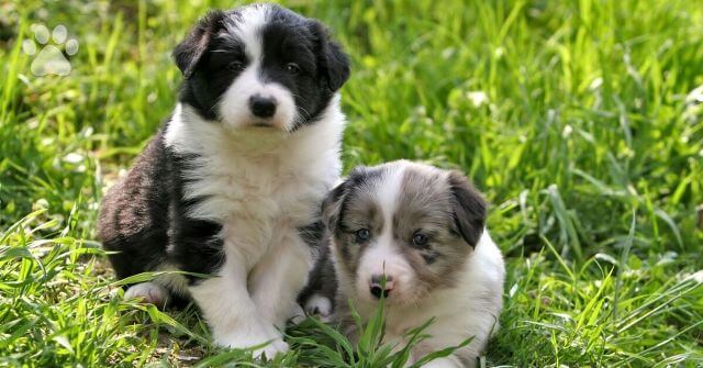 Care of Border Collies