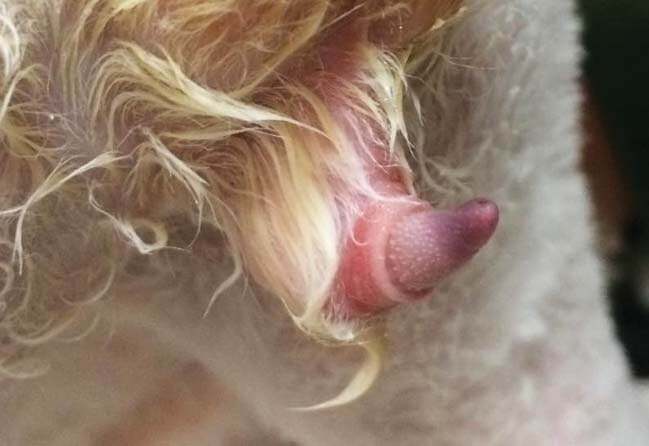 Cat Penis Looks Like