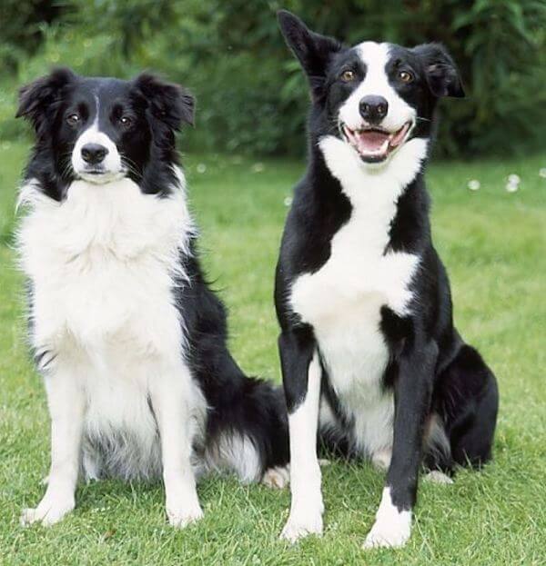 Coats of Short Haired Border Collies