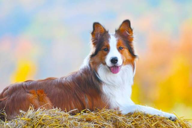 Cost of border collies