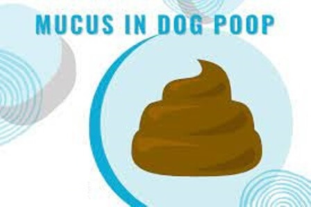 mucus in dogs stool 2