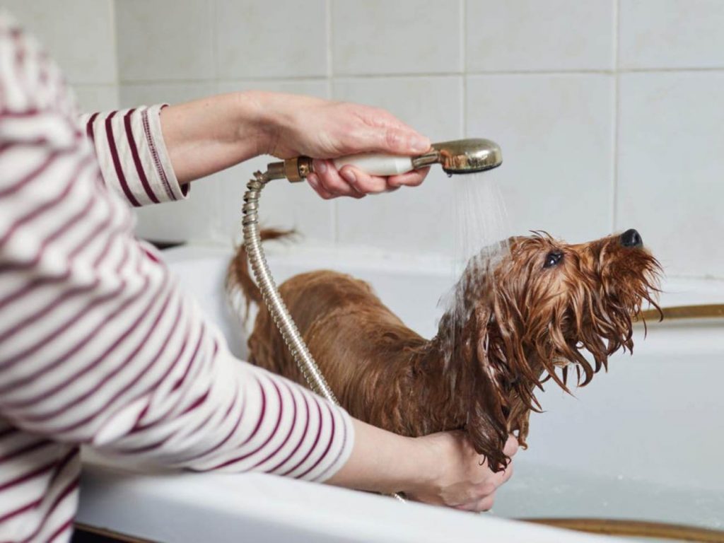 Best Medicated Dog Shampoos 1