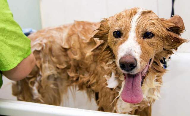 Best Medicated Dog Shampoos 2