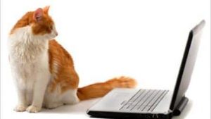 Cat Blogs
