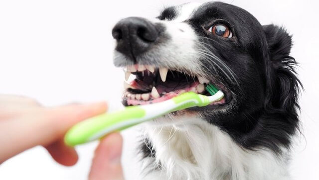 Dog Oral and Dental Care