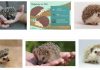 Hedgehog Pet Guide