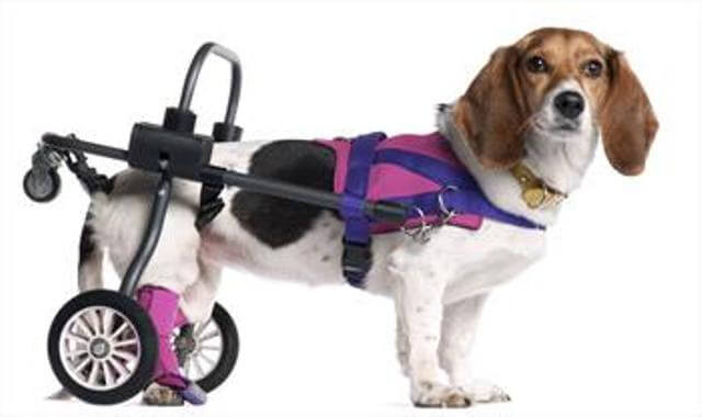 Paralyzed Dog Care