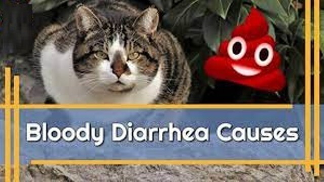 What To Do If Blood in Cat Stool 1