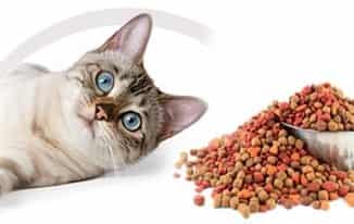 grain free cat food 1